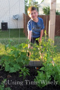 Using Time Wisely's 2012 Garden - Cucumber in July