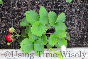 Using Time Wisely's 2012 Garden - Strawberries in July