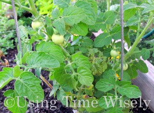 Using Time Wisely's 2012 Garden - Tomatoes in July