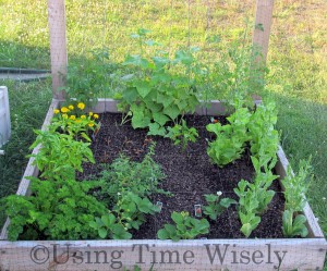 Using Time Wisely's 2012 Garden - herbs in July