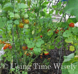 2012 Garden update - August Tomatoes