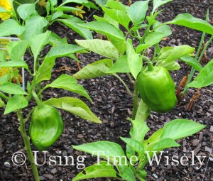 2012 Garden update - August green peppers