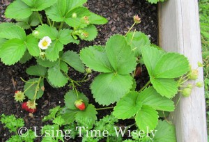 2012 Garden update - August Strawberries