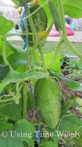 2012 Garden Update - August Cucumbers