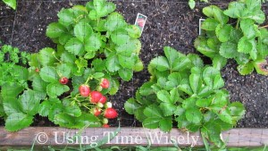 Garden - strawberries