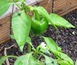 Garden - green pepper