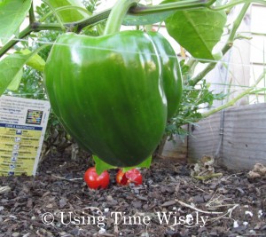 Garden - green pepper - full grown